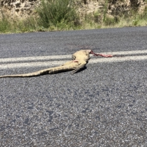 Varanus rosenbergi at Paddys River, ACT - 16 Jan 2022