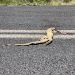 Varanus rosenbergi at Paddys River, ACT - 16 Jan 2022