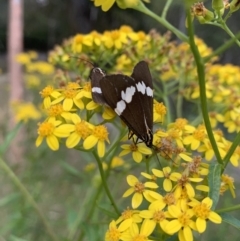 Nyctemera amicus (Senecio Moth, Magpie Moth, Cineraria Moth) at Cotter River, ACT - 12 Jan 2022 by RosD