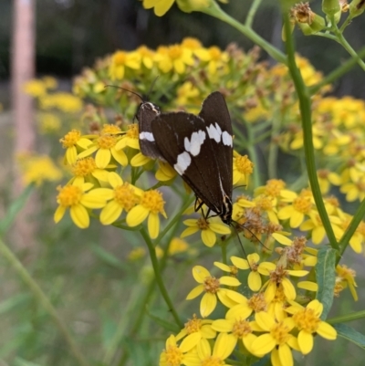 Nyctemera amicus (Senecio Moth, Magpie Moth, Cineraria Moth) at Cotter River, ACT - 11 Jan 2022 by RosD