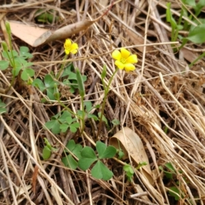 Oxalis perennans at Molonglo Valley, ACT - 16 Jan 2022