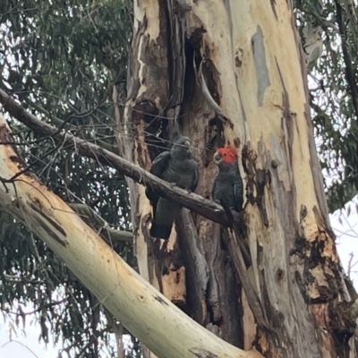 Callocephalon fimbriatum (Gang-gang Cockatoo) at Hughes, ACT - 16 Jan 2022 by Glynnature