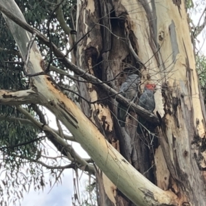 Callocephalon fimbriatum at Hughes, ACT - suppressed