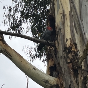 Callocephalon fimbriatum at Hughes, ACT - suppressed