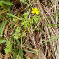 Oxalis (genus) (Wood Sorrel) at Hawker, ACT - 16 Jan 2022 by sangio7