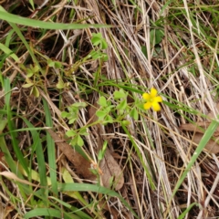 Oxalis sp. at Hawker, ACT - 16 Jan 2022 11:22 AM