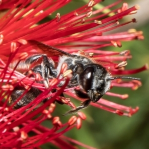 Megachile ferox at Macgregor, ACT - 16 Jan 2022