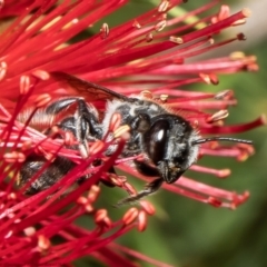 Megachile ferox (Resin bee) at Macgregor, ACT - 16 Jan 2022 by Roger