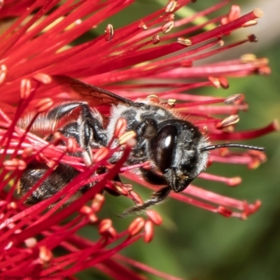 Megachile ferox (Resin bee) at Macgregor, ACT - 16 Jan 2022 by Roger