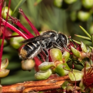 Megachile ferox at Macgregor, ACT - 16 Jan 2022