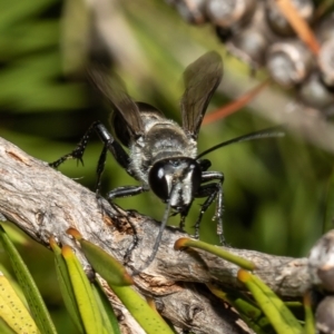 Pison sp. (genus) at Macgregor, ACT - 16 Jan 2022 03:00 PM