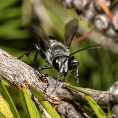 Pison sp. (genus) (Black mud-dauber wasp) at Macgregor, ACT - 16 Jan 2022 by Roger