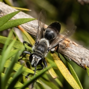 Pison sp. (genus) at Macgregor, ACT - 16 Jan 2022