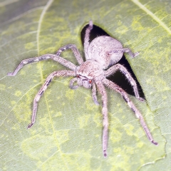 Neosparassus sp. (genus) (Unidentified Badge huntsman) at O'Connor, ACT - 12 Jan 2022 by ibaird