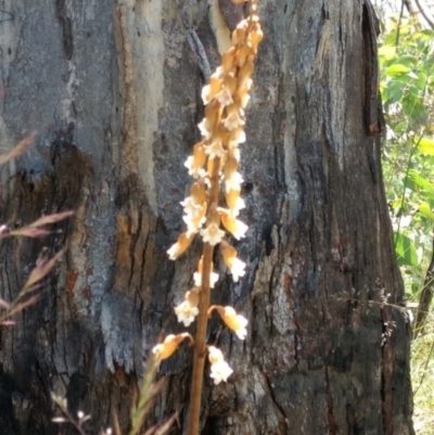 Gastrodia procera (Tall Potato Orchid) at Cotter River, ACT - 16 Jan 2022 by BarrieR