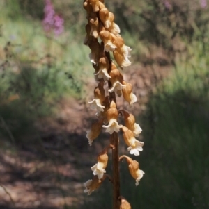 Gastrodia procera at Cotter River, ACT - 16 Jan 2022