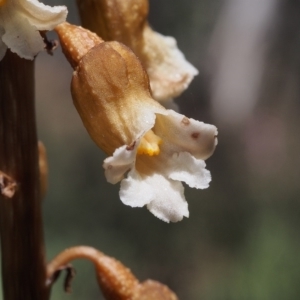 Gastrodia procera at Cotter River, ACT - 16 Jan 2022