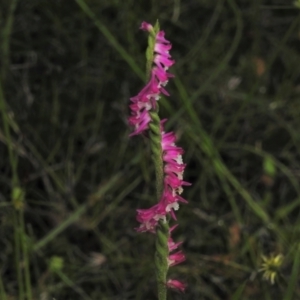 Spiranthes australis at Paddys River, ACT - 16 Jan 2022