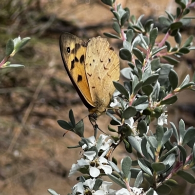 Heteronympha merope (Common Brown Butterfly) at Namadgi National Park - 15 Jan 2022 by JimL