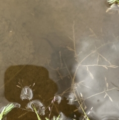 Unidentified Frog (TBC) at Rendezvous Creek, ACT - 15 Jan 2022 by JimL