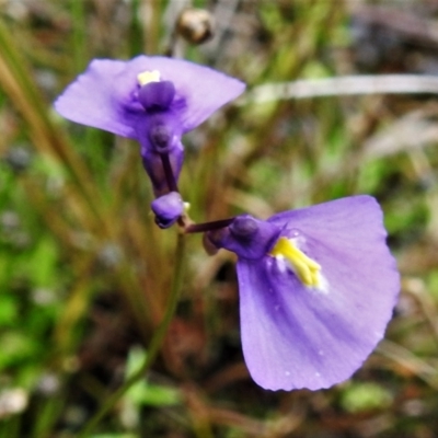 Utricularia dichotoma (Fairy Aprons, Purple Bladderwort) at Tidbinbilla Nature Reserve - 15 Jan 2022 by JohnBundock