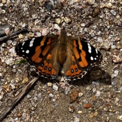 Vanessa kershawi (Australian Painted Lady) at Namadgi National Park - 15 Jan 2022 by JimL