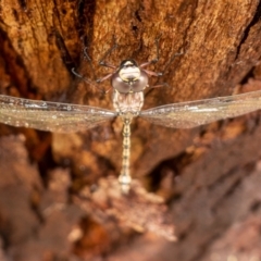 Austroaeschna atrata (Mountain Darner) at Namadgi National Park - 15 Jan 2022 by Jek