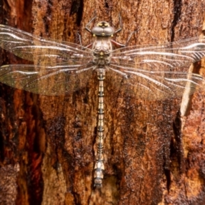 Austroaeschna atrata at Cotter River, ACT - 15 Jan 2022