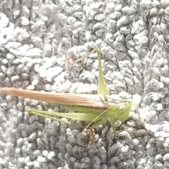 Unidentified Katydid (Tettigoniidae) at Kambah, ACT - 16 Jan 2022 by RosemaryRoth