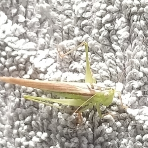 Conocephalus semivittatus at Kambah, ACT - 16 Jan 2022