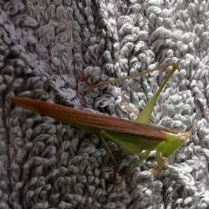 Conocephalus semivittatus at Kambah, ACT - 16 Jan 2022