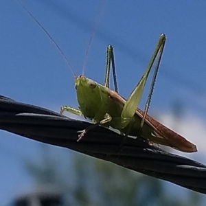 Conocephalus semivittatus at Kambah, ACT - 16 Jan 2022