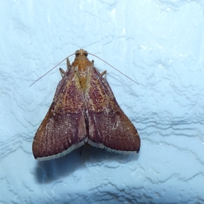 Endotricha pyrosalis (A Pyralid moth (Endotrichinae) at McKellar, ACT - 16 Jan 2022 by Amata