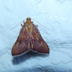 Endotricha pyrosalis (A Pyralid moth) at McKellar, ACT - 16 Jan 2022 by Birdy