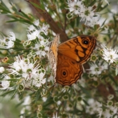 Geitoneura acantha (Ringed Xenica) at Paddys River, ACT - 16 Jan 2022 by DavidForrester