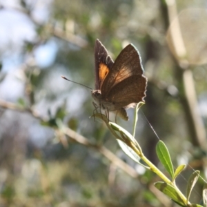 Paralucia pyrodiscus at Kambah, ACT - suppressed