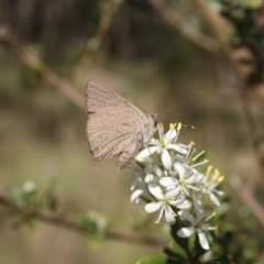 Paralucia pyrodiscus (Fiery Copper) at Mount Taylor - 15 Jan 2022 by DavidForrester