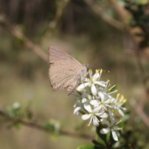 Paralucia pyrodiscus at Kambah, ACT - 15 Jan 2022