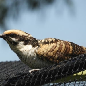 Eudynamys orientalis at Murrumbateman, NSW - 16 Jan 2022