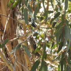 Eudynamys orientalis at Murrumbateman, NSW - 16 Jan 2022