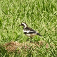 Grallina cyanoleuca (Magpie-lark) at Murrumbateman, NSW - 16 Jan 2022 by SimoneC