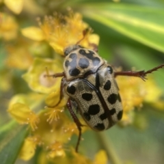 Neorrhina punctatum (Spotted flower chafer) at Yarralumla, ACT - 14 Jan 2022 by PeterA