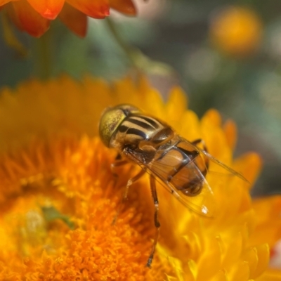 Eristalinus (genus) (A Hover Fly) at Capital Hill, ACT - 16 Jan 2022 by PeterA