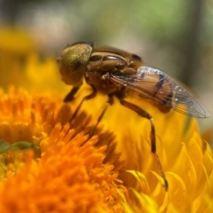 Eristalinus (genus) at Capital Hill, ACT - 16 Jan 2022