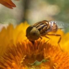 Eristalinus sp. (genus) at Capital Hill, ACT - 16 Jan 2022