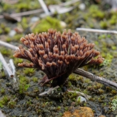 Thelephora species at Yerriyong, NSW - 16 Jan 2022 by RobG1