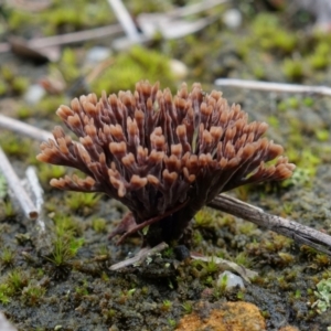 Thelephora species at Yerriyong, NSW - 16 Jan 2022 04:04 PM