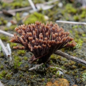 Thelephora species at Yerriyong, NSW - 16 Jan 2022