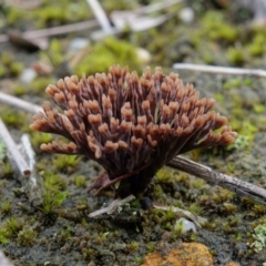 Unidentified Coralloid fungus, markedly branched (TBC) at Yerriyong, NSW - 16 Jan 2022 by RobG1