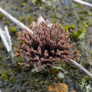 Thelephora species at Yerriyong, NSW - 16 Jan 2022